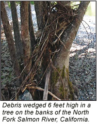 Debris wedged in a tree